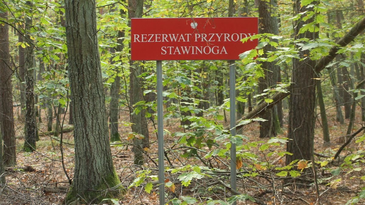 Nasza czytelniczka nie sądziła, że w okolicach Puszczy Białej czekać ją będzie taki widok