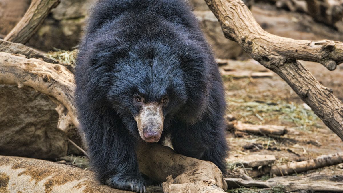 Wargacz leniwy zaatakował dwie osoby wracające z nabożeństwa