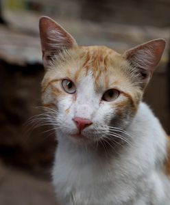 Wrocław. Koronawirus. Trudne życie schroniska w okresie pandemii. Można pomóc bezdomnym zwierzętom