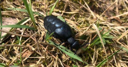 Może być bardzo niebezpieczny. Lepiej na niego uważać