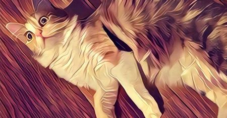 Szalenie popularna Prisma dotarła na Androida