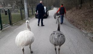 "Nieloty w opałach" nie chowały głowy w piasek. Uciekły poza województwo