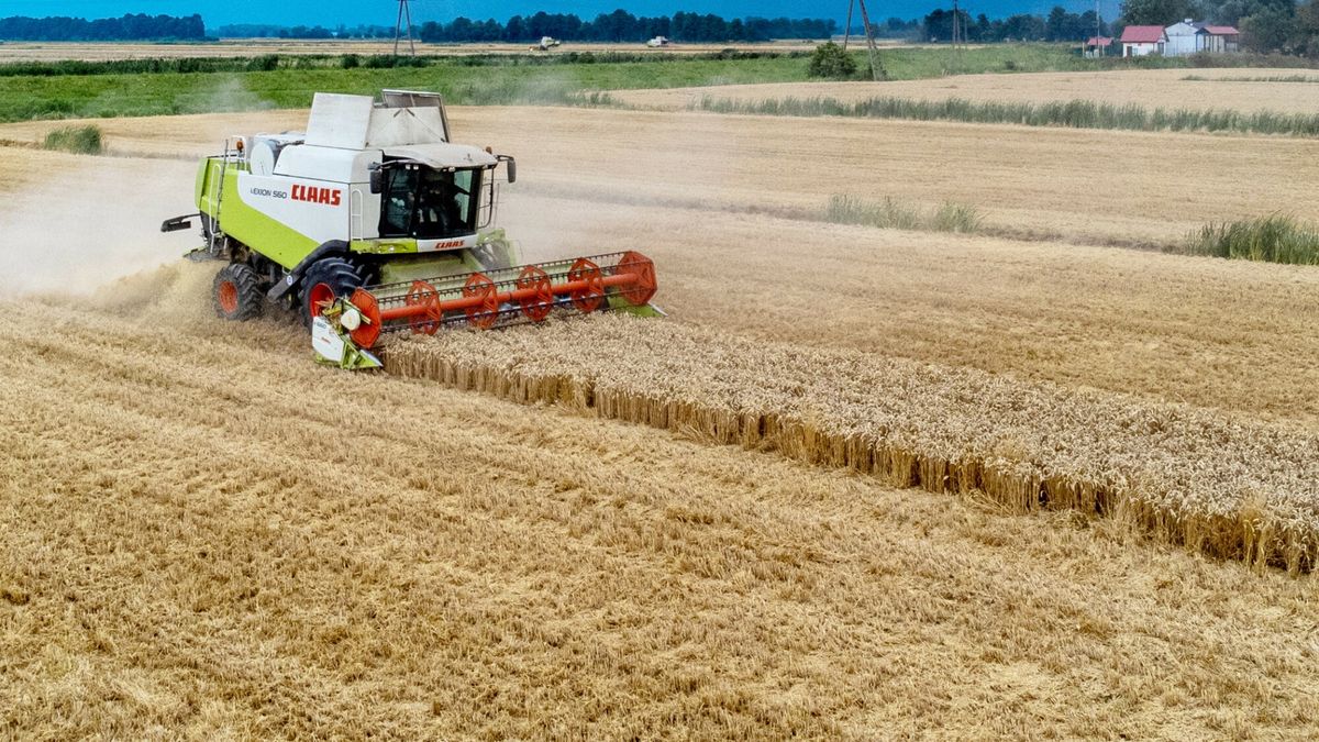 Polska chce zakazu importu zbóż z Ukrainy 