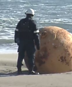 Tajemnicza kula na plaży w Japonii. Ludzie pytają, czy to "Dragon Ball"