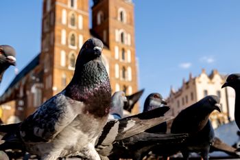 Kraków wprowadzi antykoncepcję dla gołębi. Startuje pilotaż