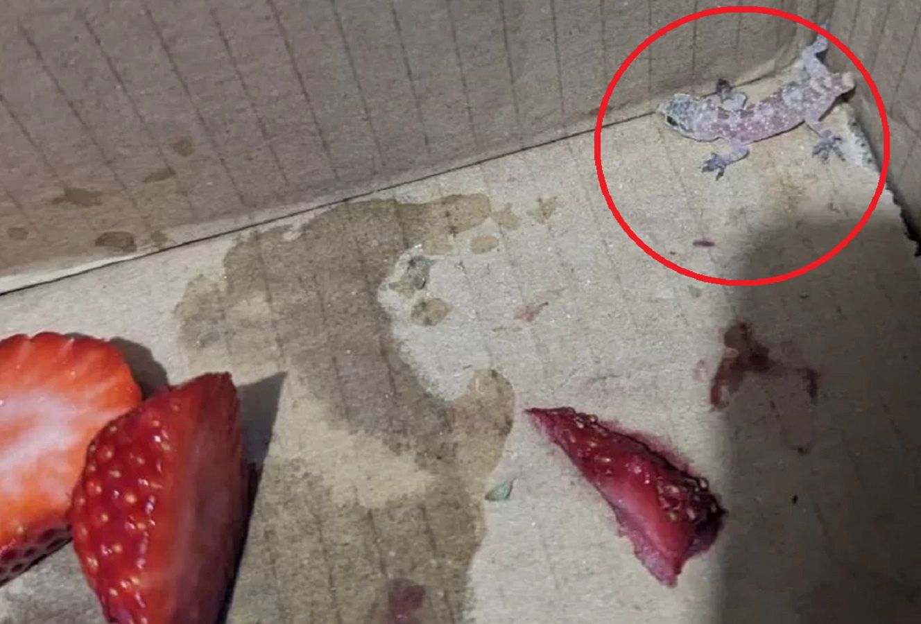 Gekon przemierzył ponad 4 tys. km.