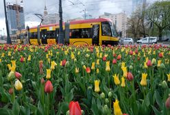 Warszawa. Remont torowiska na pl. Grunwaldzkim na Żoliborzu. Tramwaje na objazdach