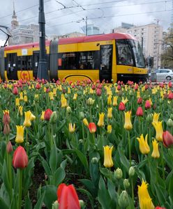 Warszawa. Remont torowiska na pl. Grunwaldzkim na Żoliborzu. Tramwaje na objazdach