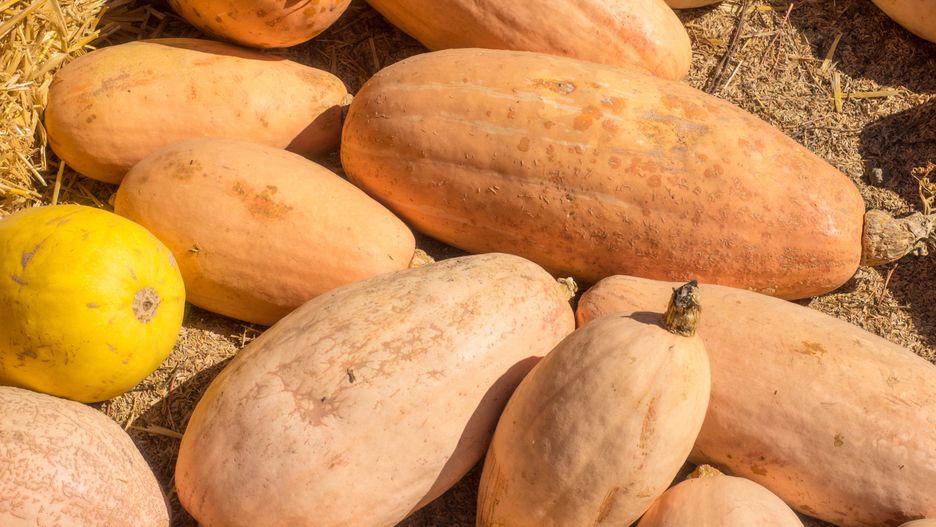 Banana squash plants are a member of the Cucurbita family (Cucurbita maxima).
autumn, banana, bluish-gray, color, colored, cucurbita, cultivar, curving, decorative, display, elongated, fall, farm, firm, flesh, food, fresh, garden, giant, halloween, harvest, healthy, jumbo, market, maxima, meaty, natural, october, orange, organic, outer, pile, pink, pinkish-orange, plant, produce, pumpkin, ripe, shape, skin, smooth, solid, squash, stripes, vegetable, winter, yellow, autumn, banana, bluish-gray, color, colored, cucurbita, cultivar, curving, decorative, display, elongated, fall, farm, firm, flesh, food, fresh, garden, giant, halloween, harvest, healthy, jumbo, market, maxima, meaty, natural, october, orange, organic, outer, pile, pink, pinkish-orange, plant, produce, pumpkin, ripe, shape, skin, smooth, solid, squash, stripes, vegetable, winter, yellow