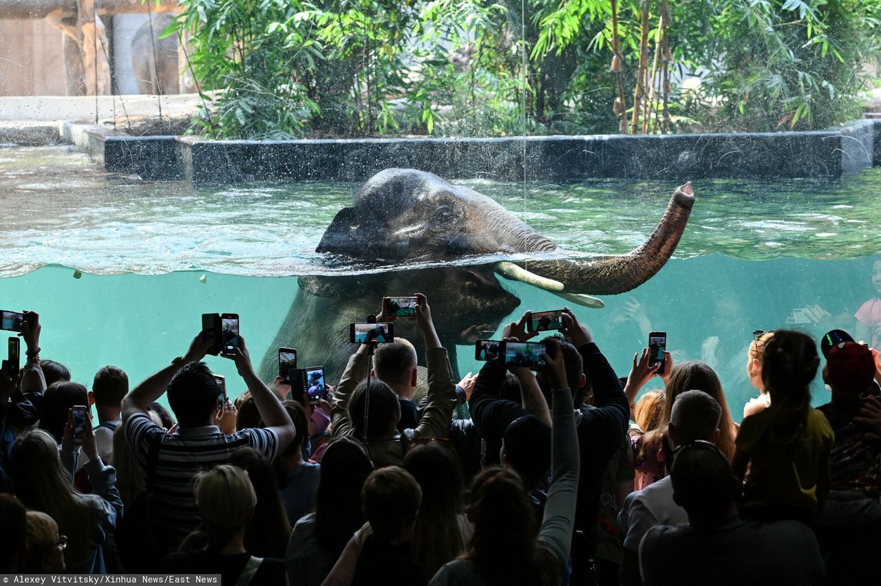 Zoo w Łodzi oferuje bilety za jeden lub dwa złote dla tych, którzy są na bakier z biologią. W ogrodzie można podziwiać m.in. zażywające kąpieli słonie indyjskie 