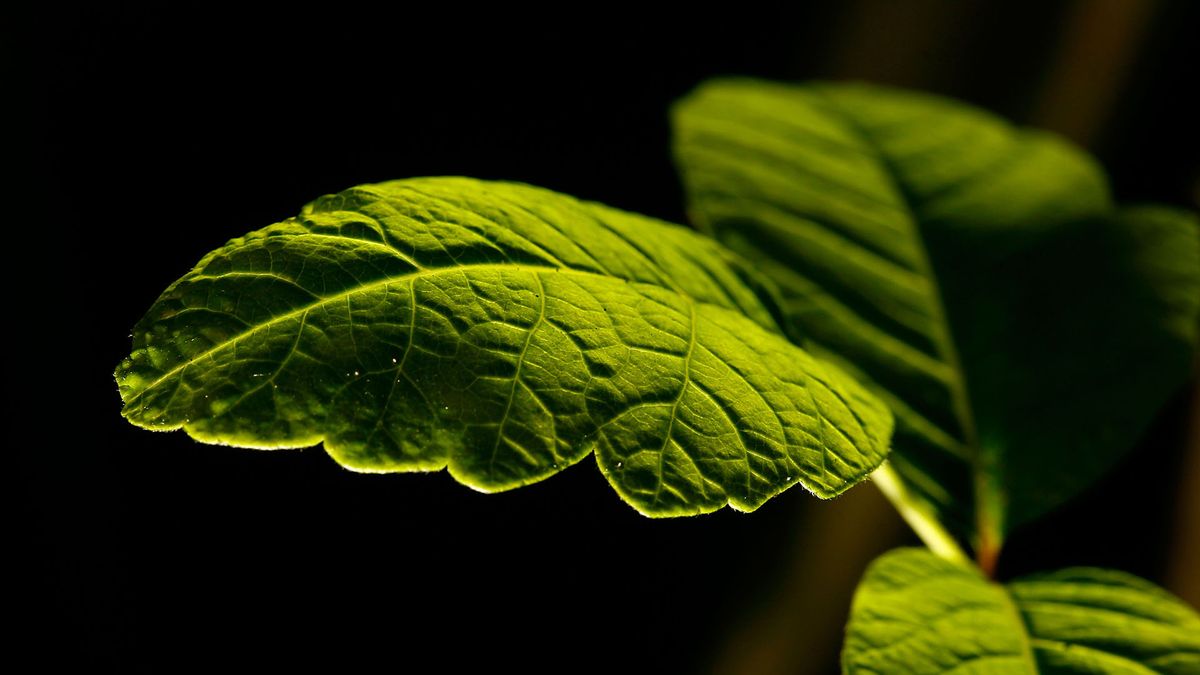 Na MIT pracują nad świecącymi roślinami 1