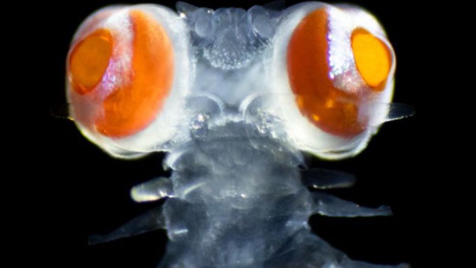 Głowa robaka Torrea candida