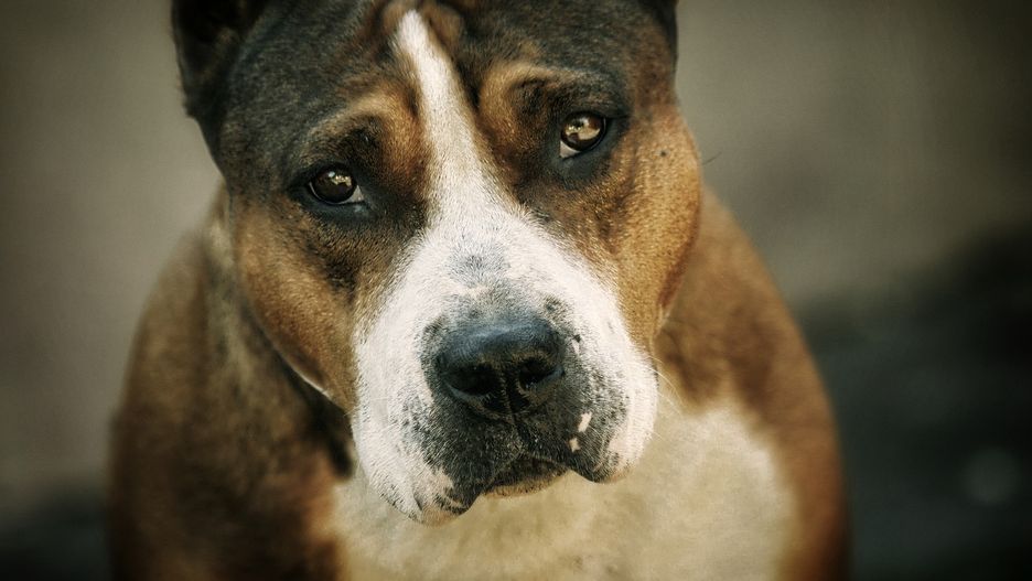 Amstaff zagryzł innego psa i pogryzł 14-letnią dziewczynę w Żołędowie