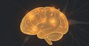 Badanie: Popularny suplement na stawy może przyspieszać Alzheimera
