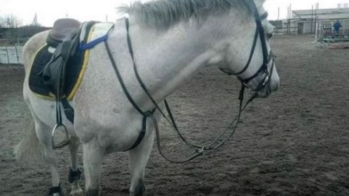 W pożarze zginęły wszystkie konie