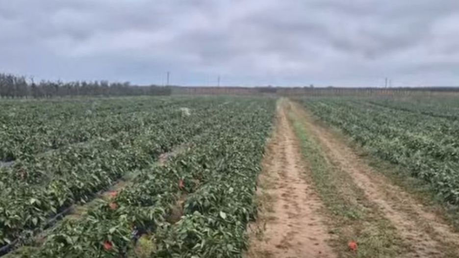Apel plantatora warzyw w social mediach: papryka za darmo
