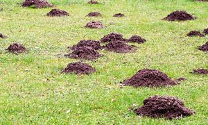 Te rośliny przyciągają krety. Lepiej uważaj w ogrodzie