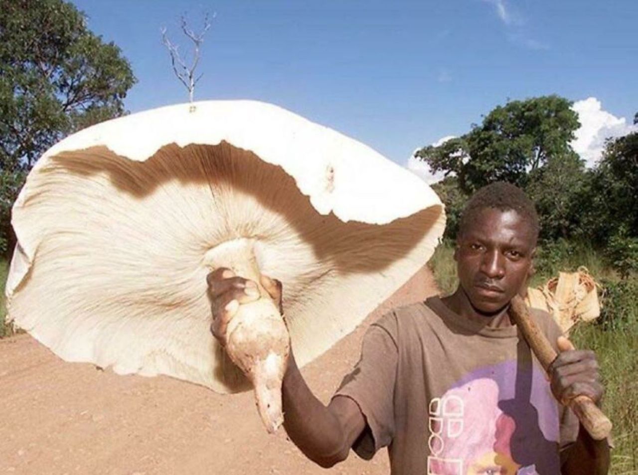 Jeden z największych grzybów świata
