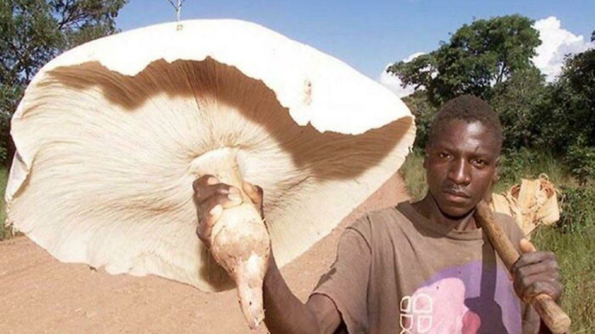 Jeden z największych grzybów świata