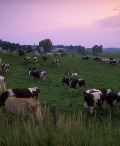 "Cicha śmierć". Zniszczyliśmy 25 proc. lądów i (prawie) nikt się tym nie przejął