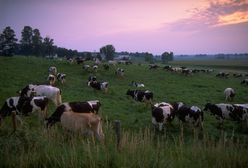 "Cicha śmierć". Zniszczyliśmy 25 proc. lądów i (prawie) nikt się tym nie przejął