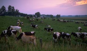 "Cicha śmierć". Zniszczyliśmy 25 proc. lądów i (prawie) nikt się tym nie przejął