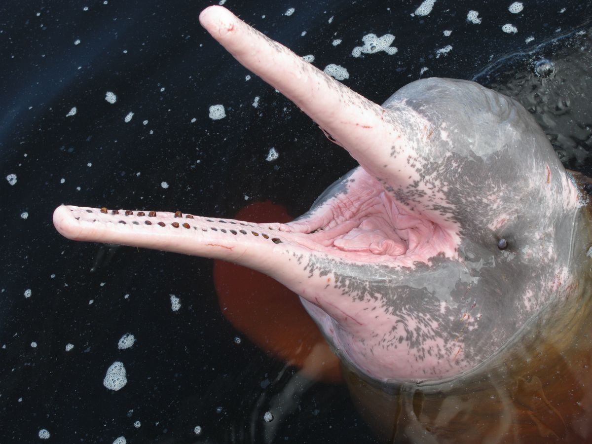 Różowe delfiny pojawiają się u wybrzeży USA