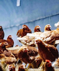 "Środki nadzwyczajne" KE ws. Polski. Decyzja jeszcze w tym tygodniu