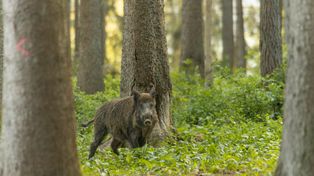 Pierwsze ognisko ASF w 2026 r. w kraju. Choroba potwierdzona także u dzika w powiecie ryckim
