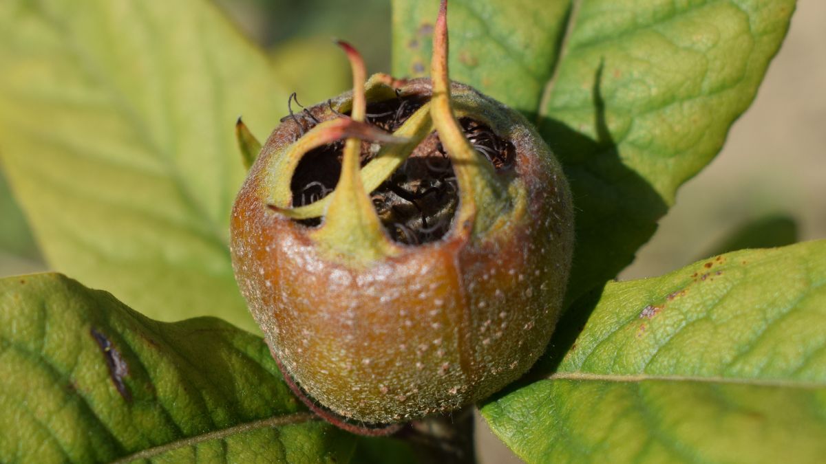Nieszpułki pochodzą z regionów Morza Śródziemnego i Azji