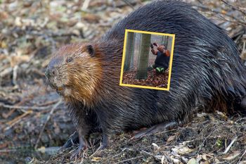 Leśnicy musieli interweniować. Oto co zrobił bóbr