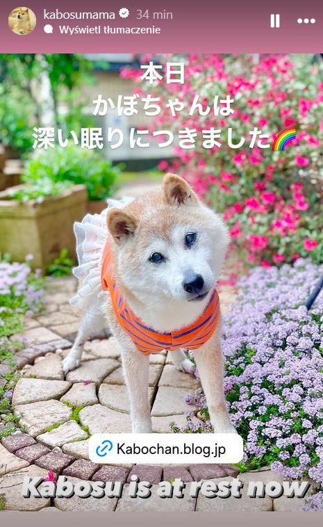 fot. Instagram, Kabosumama