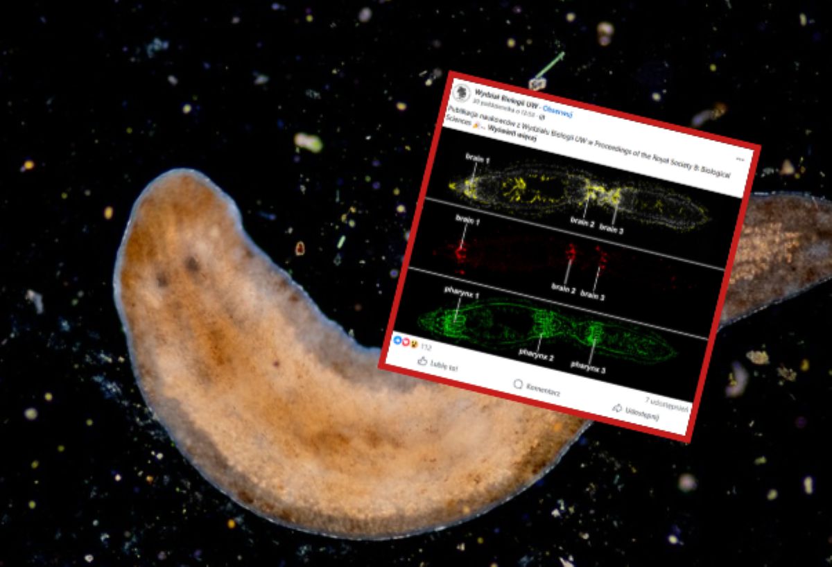Niezwykła anomalia w hodowli UW. Dwie głowy u płazińców