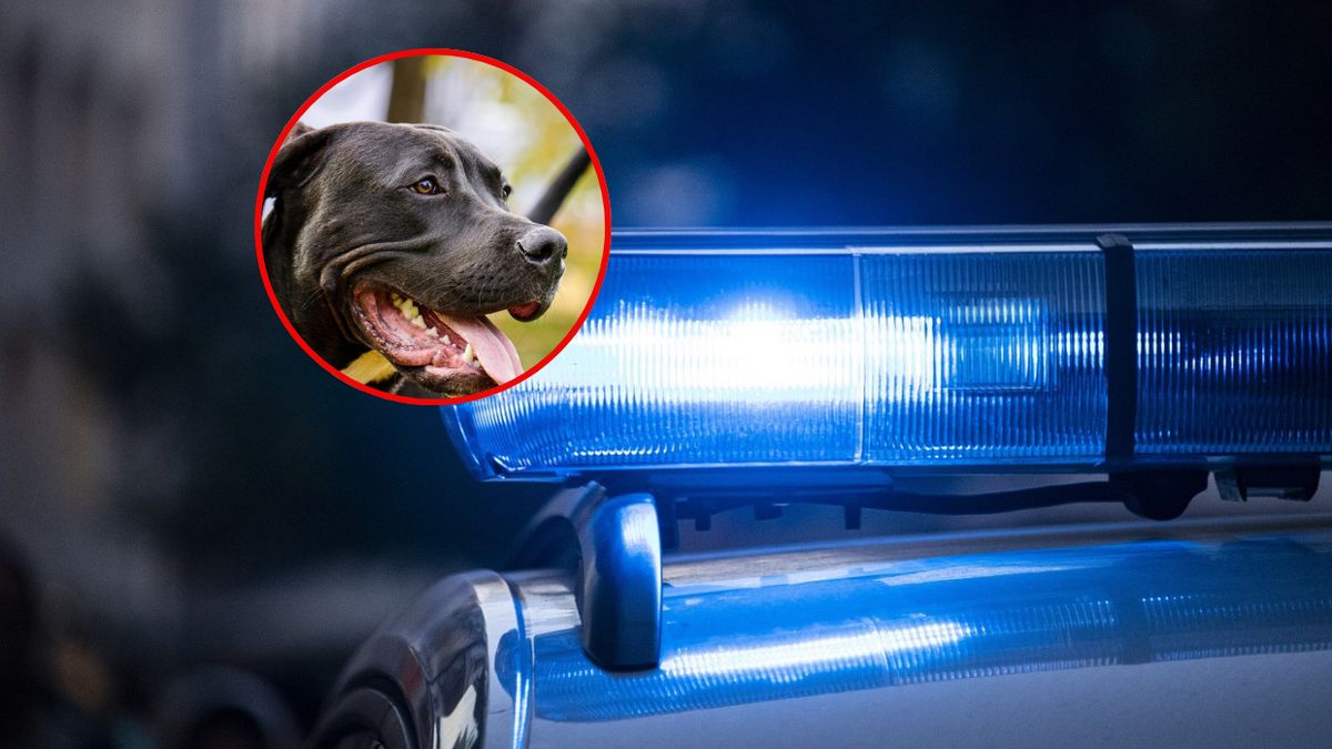 Niemowlę zagryzione przez pitbulla/ Zdj. ilustracyjne