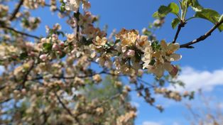 Przymrozki dają w kość rolnikom, ale dramatu jeszcze nie ma. W najbliższych dniach pogoda ma być zdecydowanie lepsza