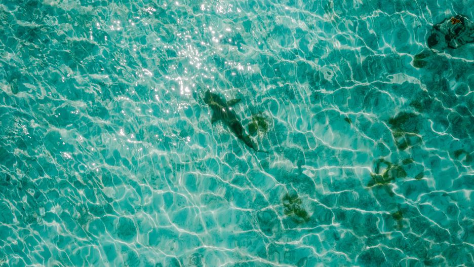 Rekin pojawił się w pobliżu plaży Kamari na Kos