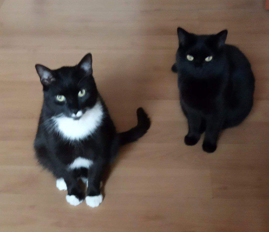 Jak koty okazują uczucia? 6 sygnałów i jak je rozpoznać