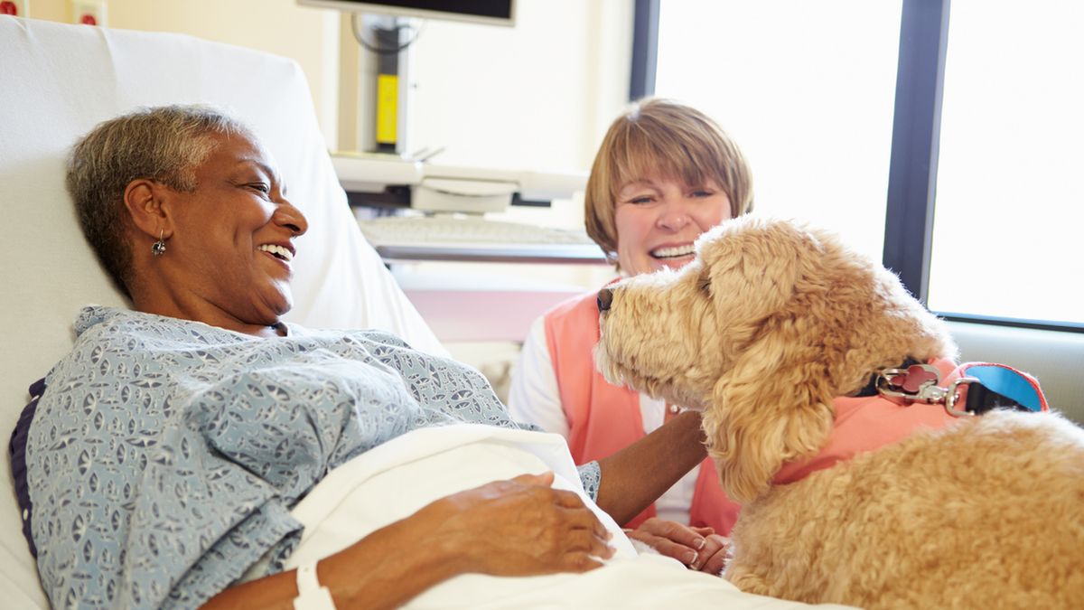 Zooterapia (animaloterapia) – czyli jak zwierzęta pomagają nam wyzdrowieć