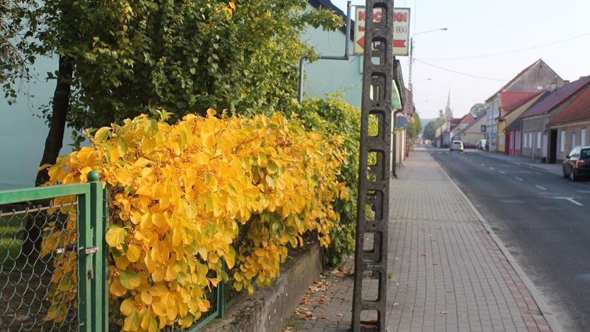 Dławisz Okrągłolistny