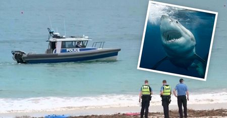 Tragedia w Australii. Rekin zabił pływaka