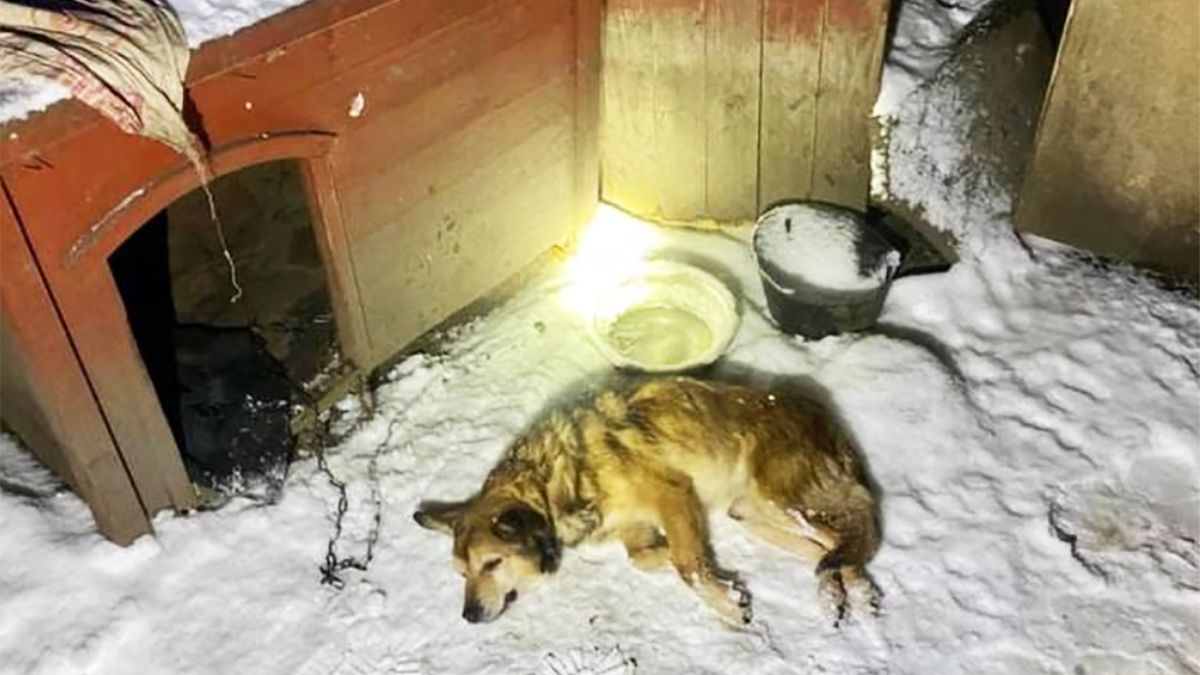 We wsi Jugowa na Dolnym Śląsku trzymany w nieogrzewanej szopie pies zamarzł na śmierć