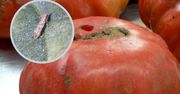 Wgryza się w pomidory. Potrafi zniszczyć całe plony