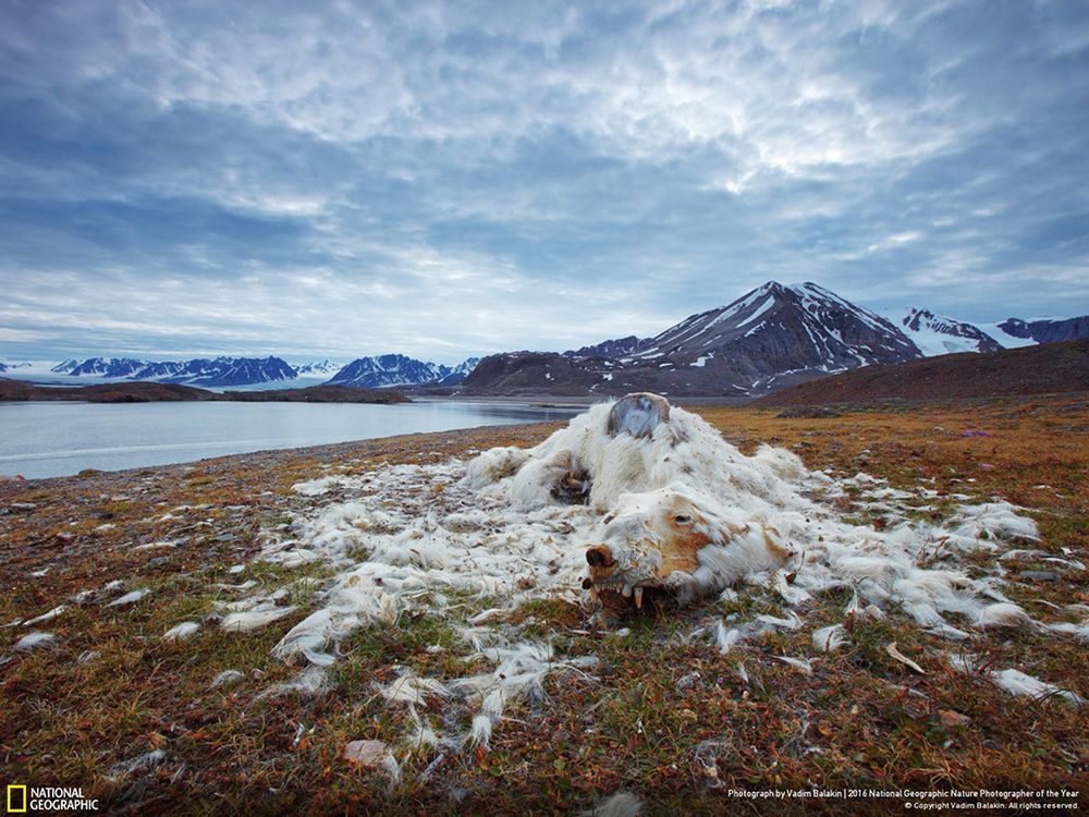 Poznaliśmy zwycięzców konkursu National Geographic Nature Photographer of the Year 2016 5