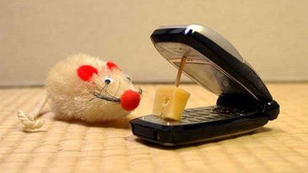 Dlaczego nie powinieneś wyrzucać swojej starej komórki? 1