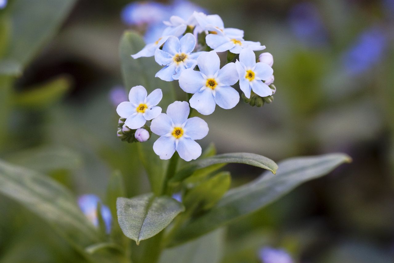 Forget-me-nots have amazing properties.
