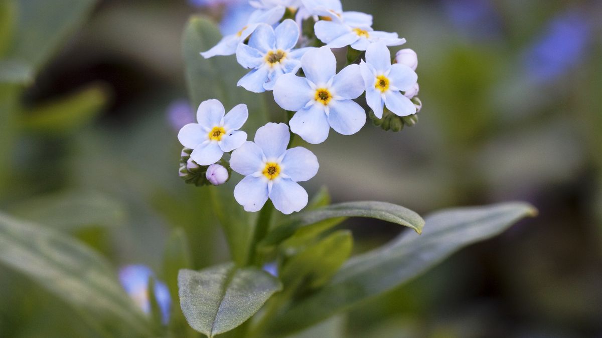 Niezapominajki mają niesamowite właściwości