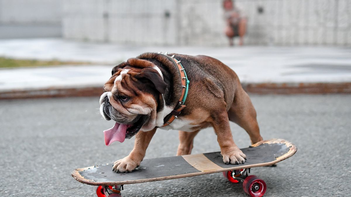 Pies, który jeździł na desce. Na zdjęciach wygląda jak profesjonalista 1