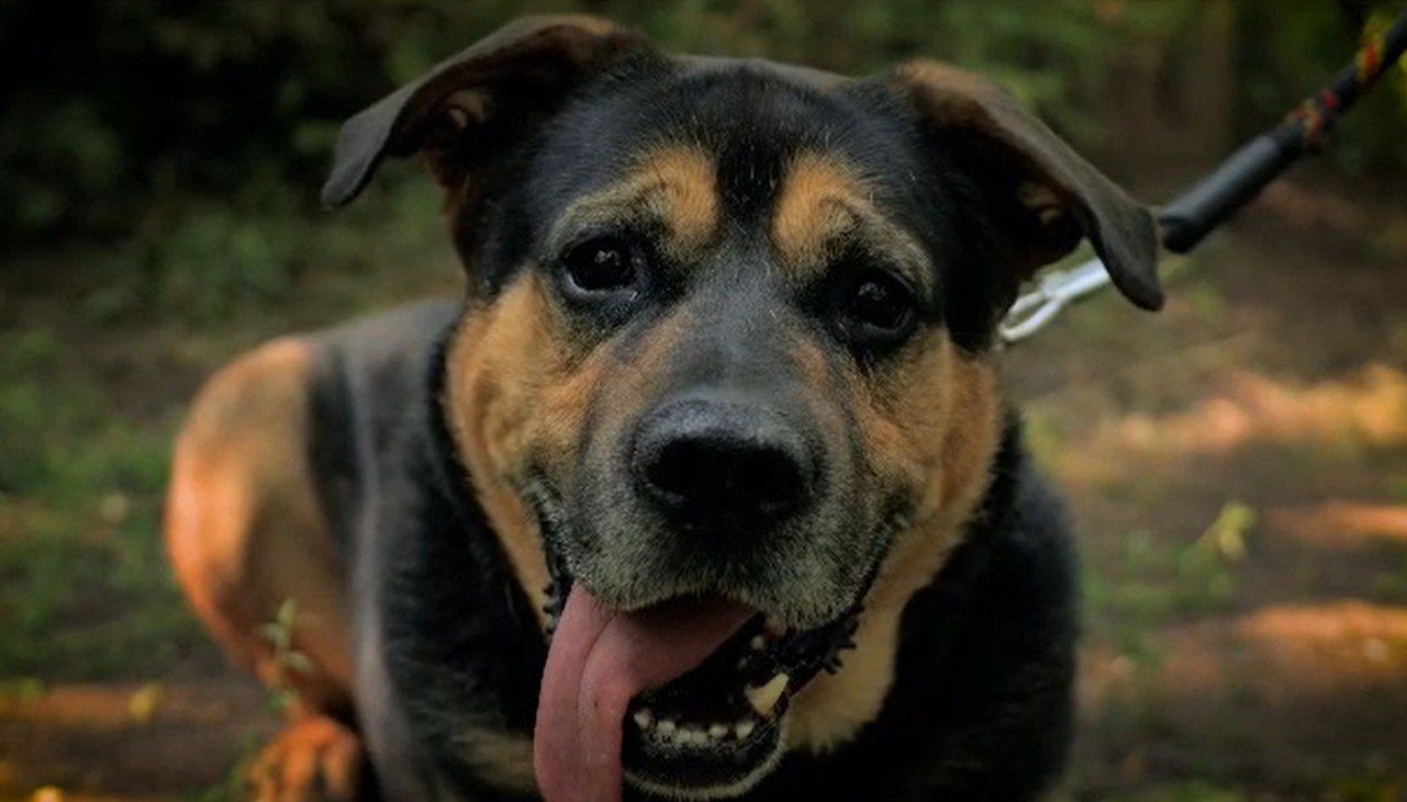 Lalus czeka na adopcję. Został porzucony. Może ktoś go pokocha?