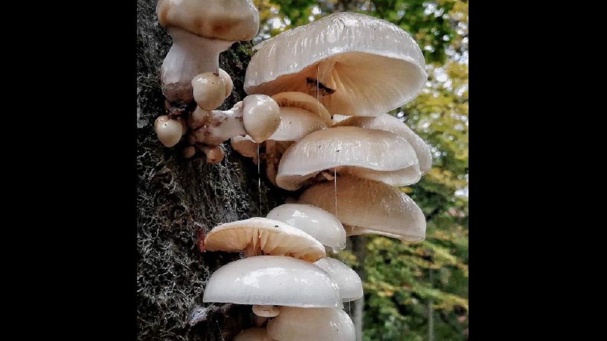 Pokazała "porcelanowego grzyba". Stosuje się go w leczeniu choroby skóry. 