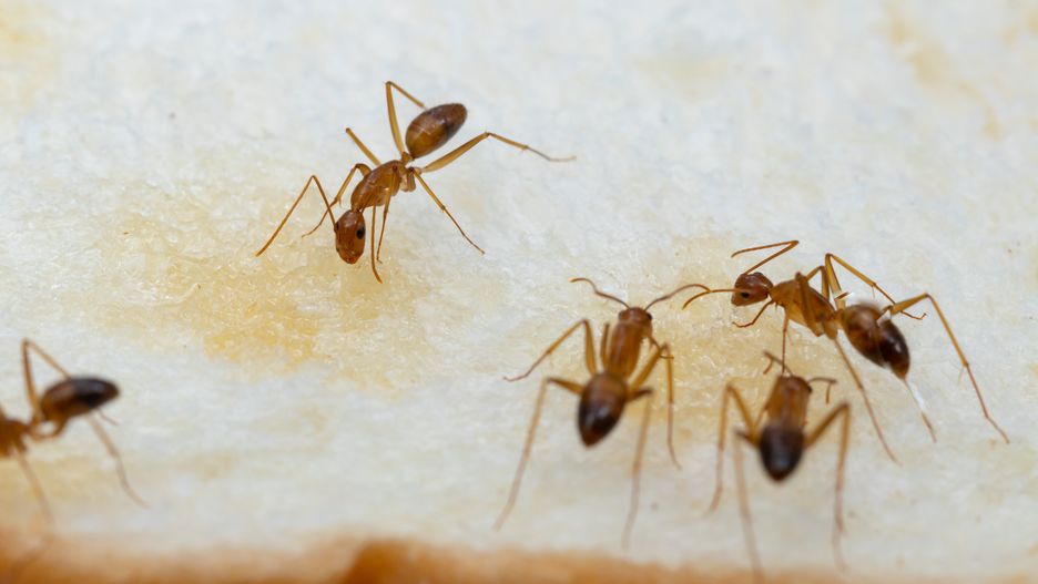 Anoplolepis gracilipes, Camponotus sp., Carpenter Ants, action, activity, animal, ant, antenna, anthill, ants, ants teamwork, background, beauty, blue, bridge, bug, closeup, concept, contaminate  food, entomology, environment, fly, forest, freedom, fun, garden, green, green tree ant, insect, insects, macro, macro ants, macro nature, macro photography, managing, natural, nature, oecophylla, outdoor, pest, pest control, plant, red, season, sky, small ant, sport, summer, team, teamwork, white, wild, wildlife, work, worker, yellow crazy ants